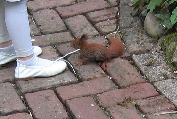 Eekhoorn komt wel erg dicht bij (foto: Henni van der Zanden)