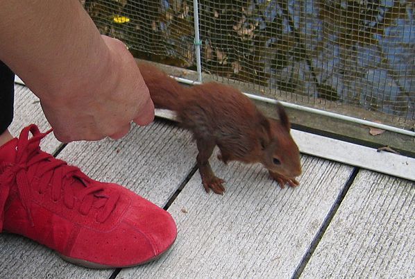 Hij loopt zelfs over de schoenen (foto: Henni van der Zanden)