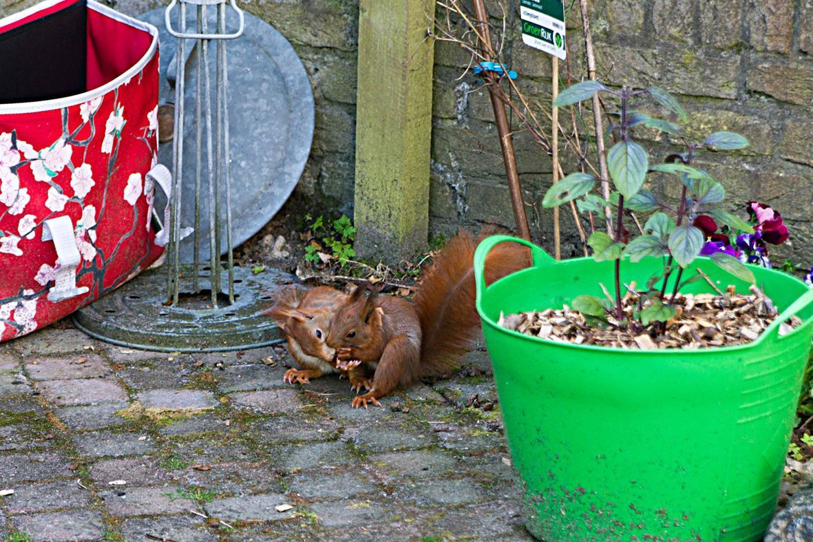 Eekhoorns in de tuin (foto: Marian van den Hoek)