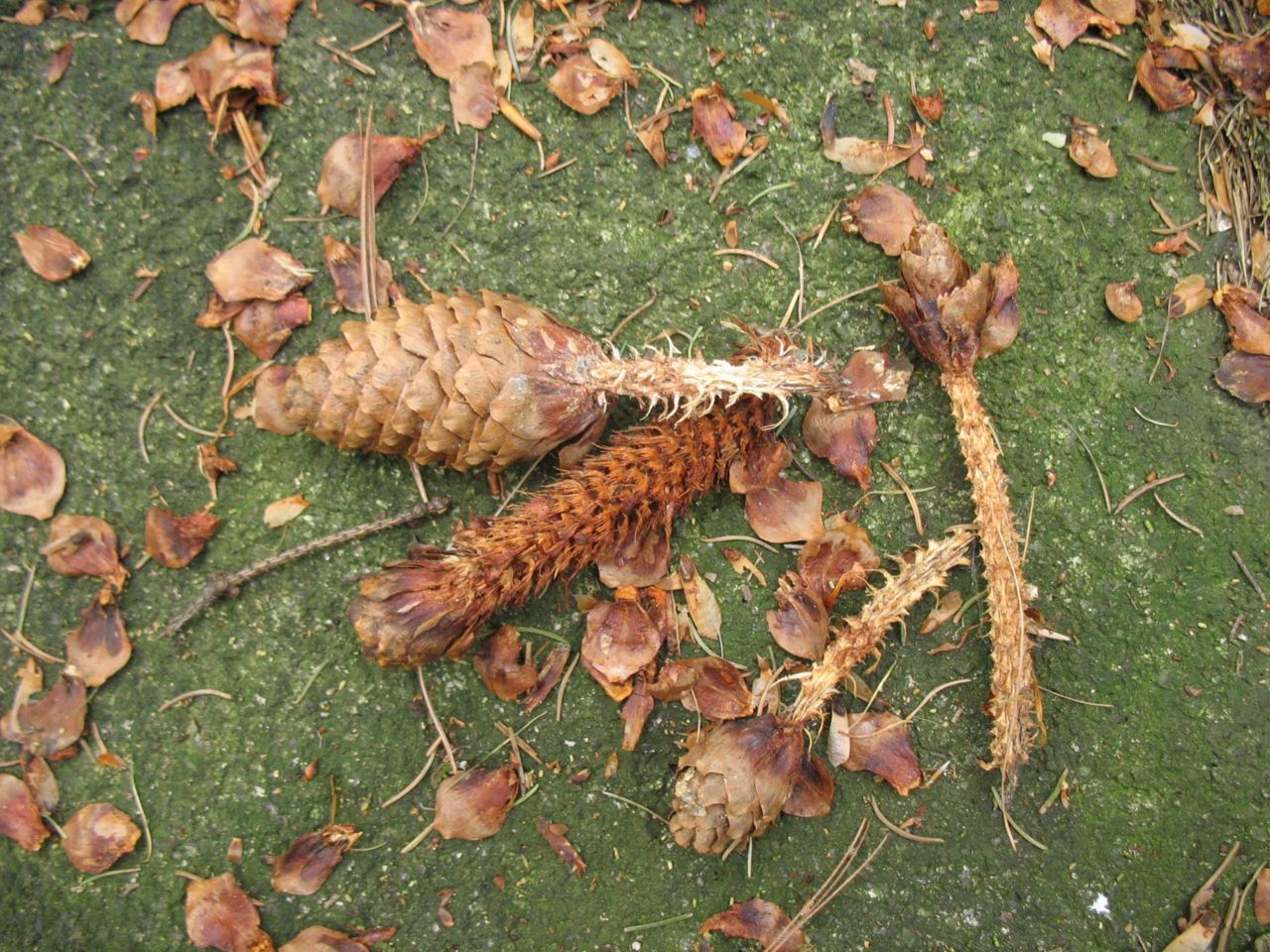 Vraatsporen eekhoorn (foto: Annemarie van Diepenbeek)