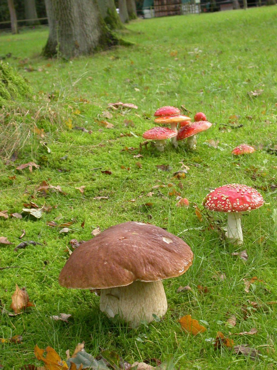 Eekhoorntjesbrood en vliegenzwammen, twee van de tientallen soorten die op 5 oktober in een dreef gevonden werden (Foto: Wim Veraghtert)