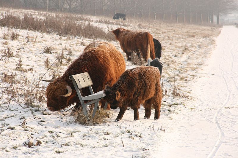 Vers gevallen sneeuw op de rug van Schotse Hooglanders (foto: Roeland Vermeulen)