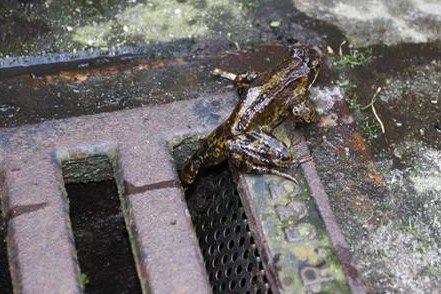 Een bruine kikker heeft de nooduitgang gevonden (foto: RAVON)