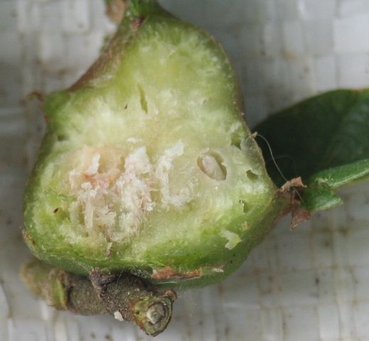 Een doorgesneden gal met daarin witte tot 2,5 millimeter grote larven (foto: Joost Ormel)