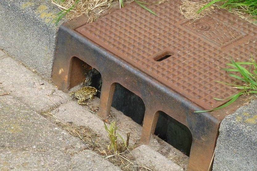 Een rugstreeppad op het punt om in een trottoirkolk te vallen (foto: RAVON)