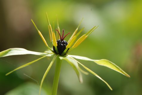 Bloem van de eenbes (Foto: Wout van der Slikke)