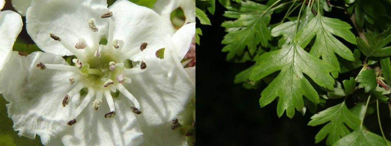 Eénstijlige meidoorn bloem en blad (foto: Paul Busselen)