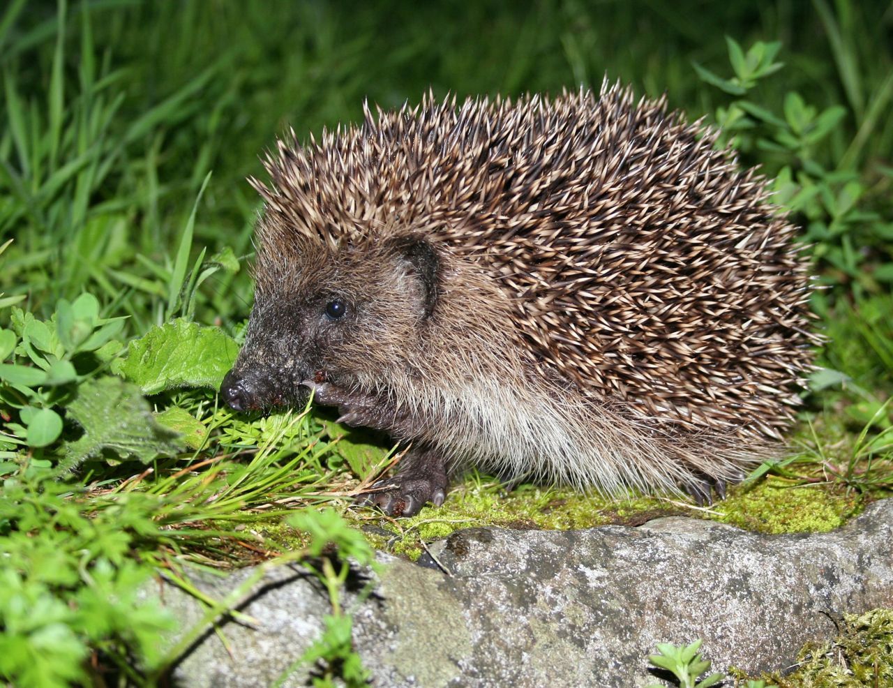 Egel (foto: Wesley Overman)