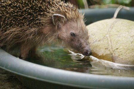 Drinkende egel (foto: Bob Dijksen)