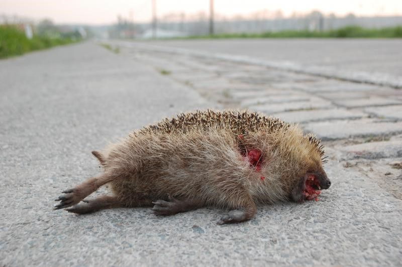 De Egel als verkeersslachtoffer, dit soort aanrijdingen kan verminderd worden door tuinen te verbinden (foto: Miguel Depoortere)