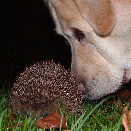 Egel met labrador (foto: Nollie vermeer)