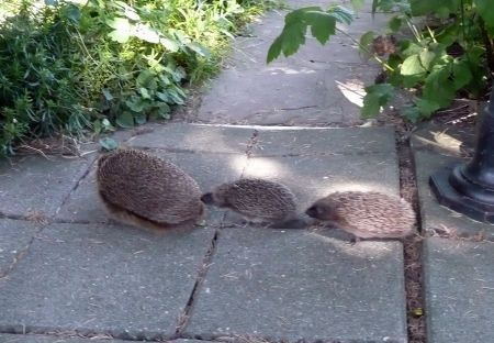 Egel met kleintjes (foto: Thildi Klootwijk)