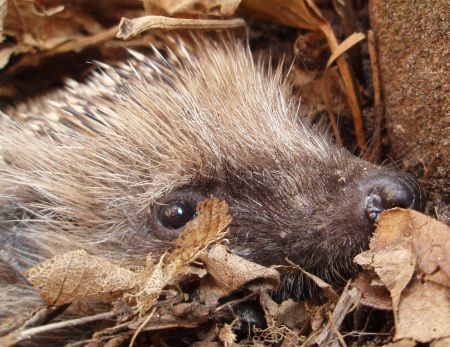 Egel in de bladeren (foto: Eline Rietveld)