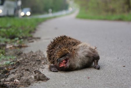 Egels voeren de treurige lijst van verkeersslachtoffers aan. Maar ook Vos en Das komen in de top 10 voor. (foto: Femke Wichern)