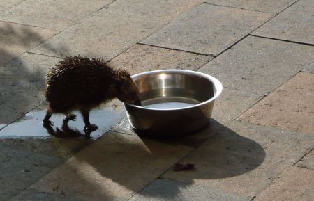 Op zoek naar water (foto: Gerda Nelissen)