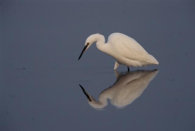 Kleine zilverreiger (foto: Saxifraga-Arie de Knijff)