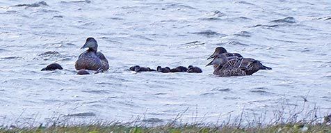 Eidercreche in het Diepe Gat in de Slufter (foto: Rita Hin)