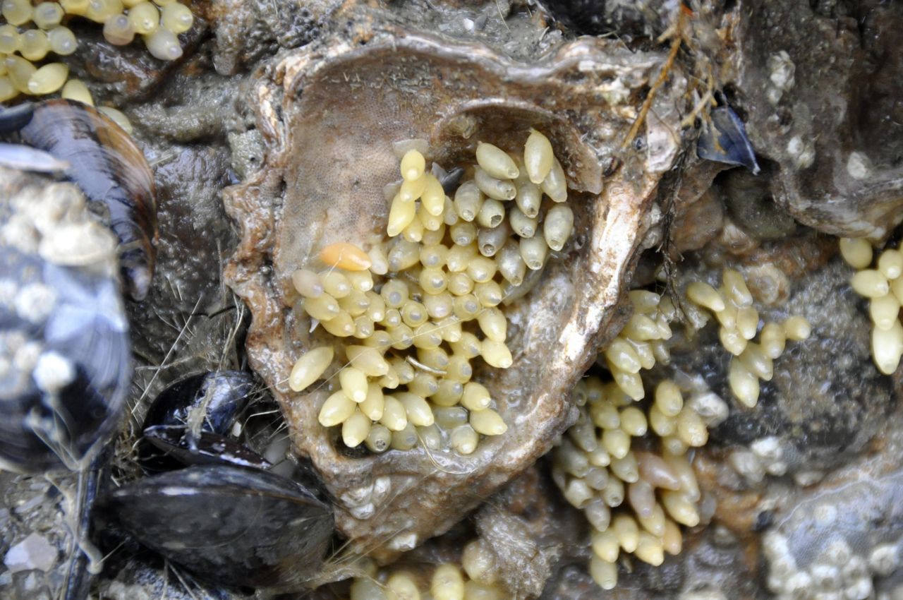 De aanwezigheid van eikapsels is heuglijk nieuws. De soort slaagt er weer in om zich voort te planten. (foto: Hans De Blauwe)