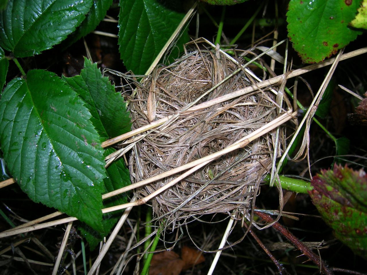 Nestje van een Dwergmuis: een geweven grasbol, een tennisbal groot, doorgaans niet al te hoog in de vegetatie. Let op de nestingang links bovenaan (foto: Dominique Verbelen).