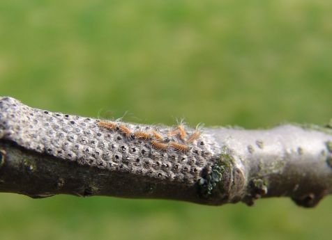 Eikenprocessierupsen net uit het ei (Foto: Henry Kuppen)