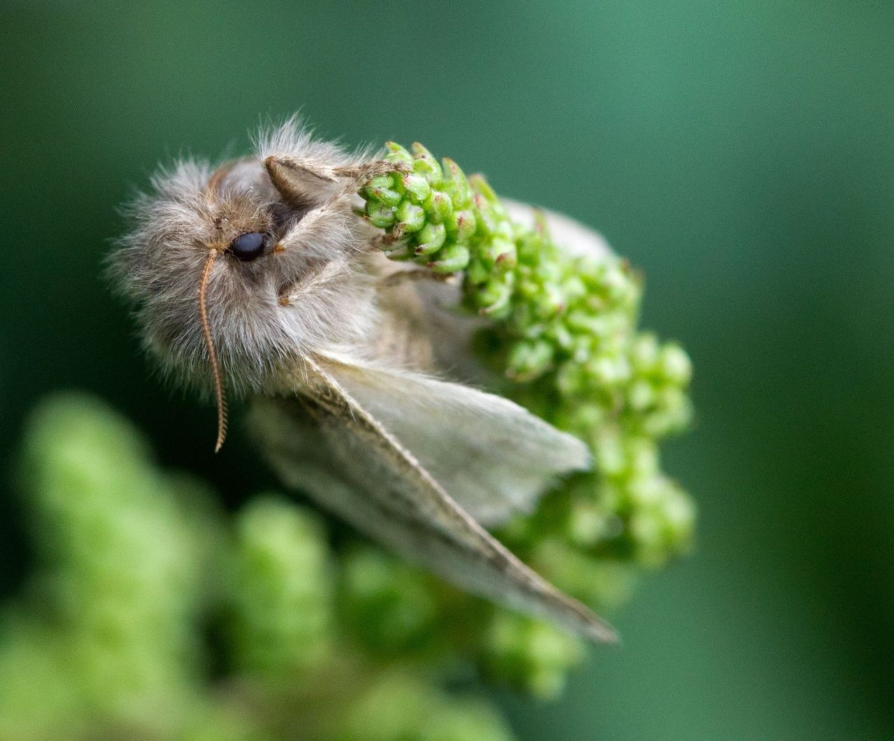 Vrouwtje eikenprocessievlinder op bloem (foto: Henry Kuppen)