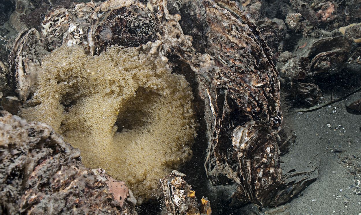 Een karakteristiek einest van Snotolven, maart 2010, Oosterschelde (foto: Peter H van Bragt)