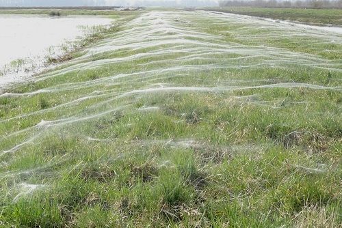 Dekens van spinnendraden die deinen in de wind (foto: Judith Bouma-Litjens)