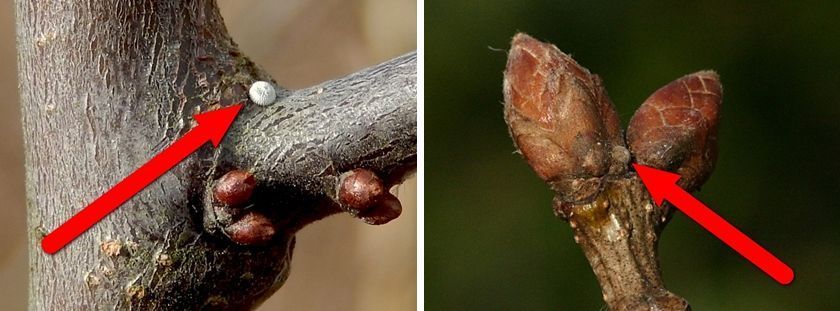 Eitje sleedoornpage (links) en eikenpage (rechts) (foto’s: Kars Veling)