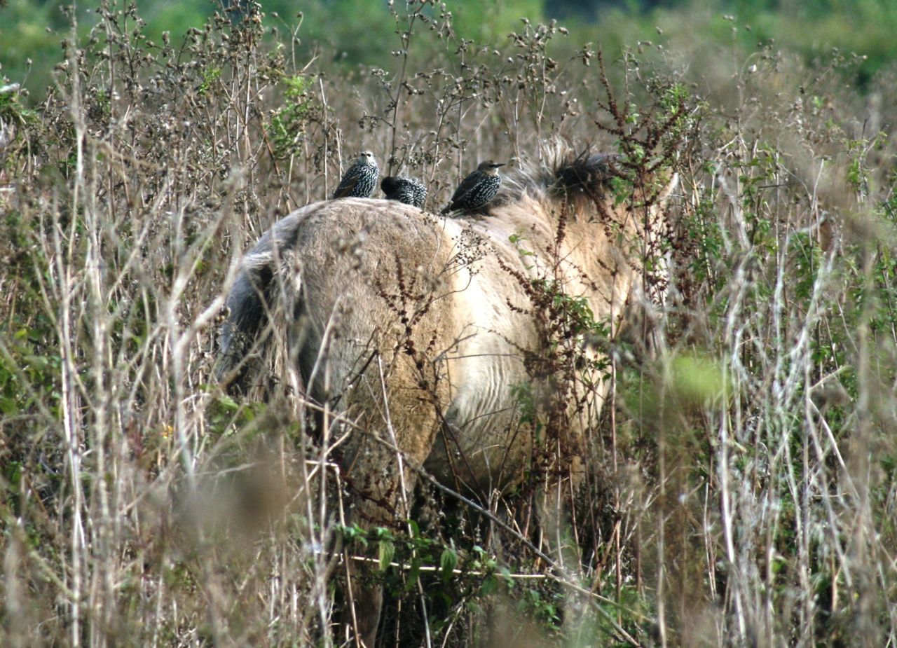 Spreeuwen zitten graag op de rug van grote grazers (foto: Tanja de Bode)