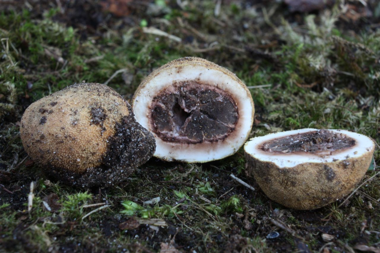 Korrelige hertentruffel, een soort waar eekhoorns verzot op zijn. (foto: Dieter Slos)