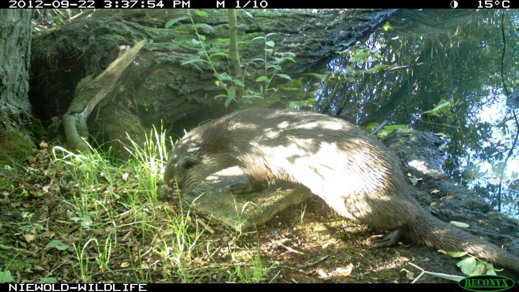 Otter bij Doesburg op spraintplaats (foto: Freek Niewold)