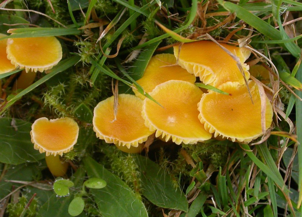 Elfenwasplaat (Foto: Wim Veraghtert)