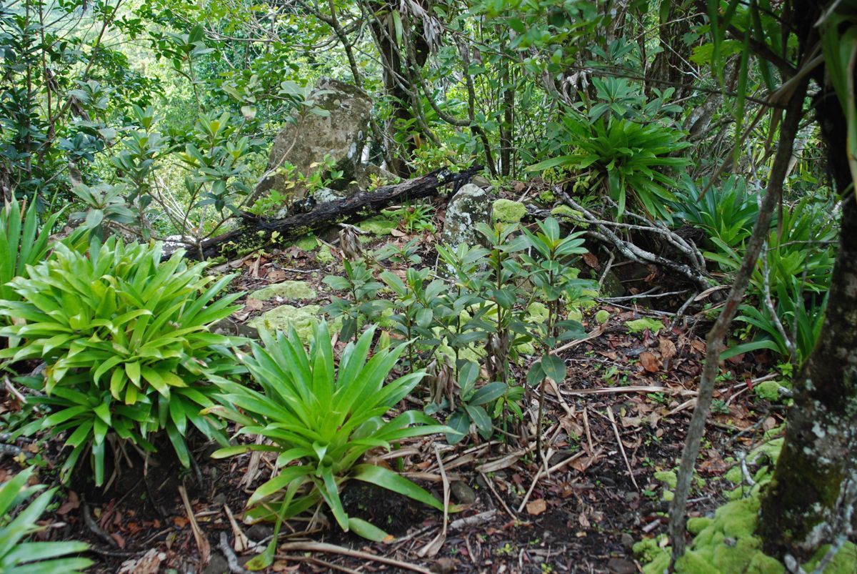 Elfin forest vegetation on St. Eustatius (picture: Andre van Proosdij)