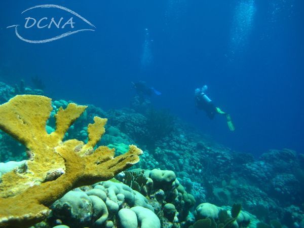 Elkhorn Coral (Acropora palmata) (foto: Mark Vermeij)