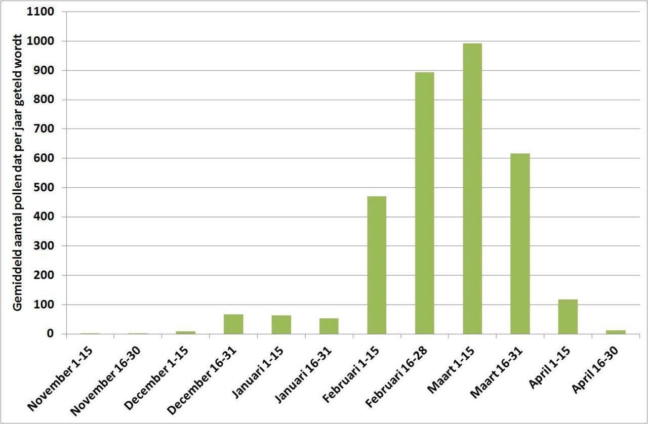 Figuur 1: Gemiddeld aantal elzenpollen dat het LUMC in de periode 1977 tot en met 2006 per halve maand telde (bron: LUMC)