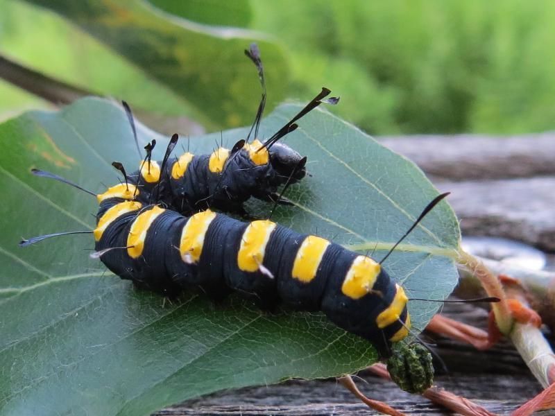 De rups van de Elzenuil, hier in een beukenhaag. (foto: Marc Gorrens)