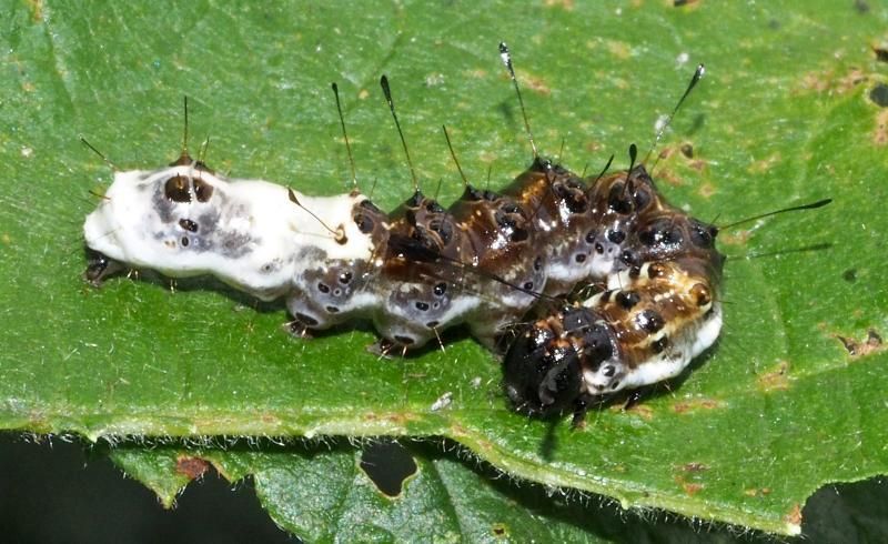 Imitatie van vogelpoep, door jonge Elzenuilrups. (foto: Paul Wouters & Marianne Horemans)