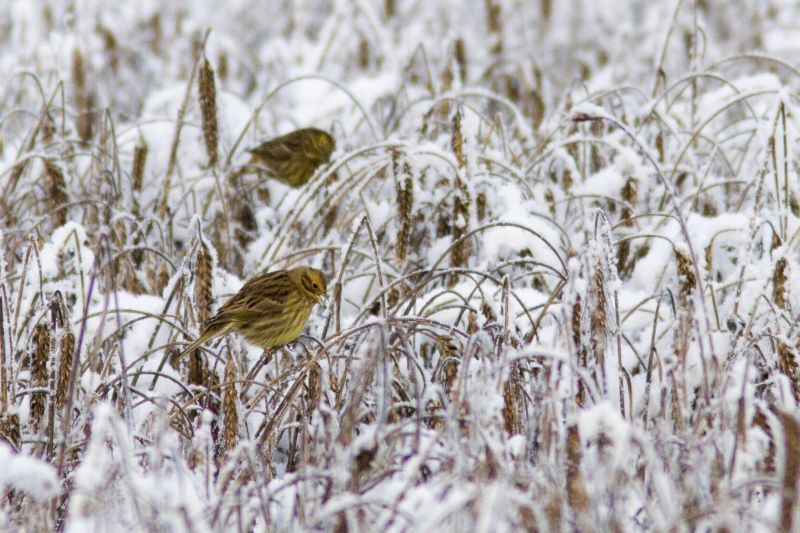 Geelgors (foto: Saxifraga, Mark Zekhuis)