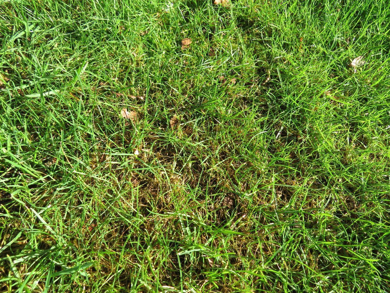 Schade aan grasland door emelten (foto: Silvia Hellingman)