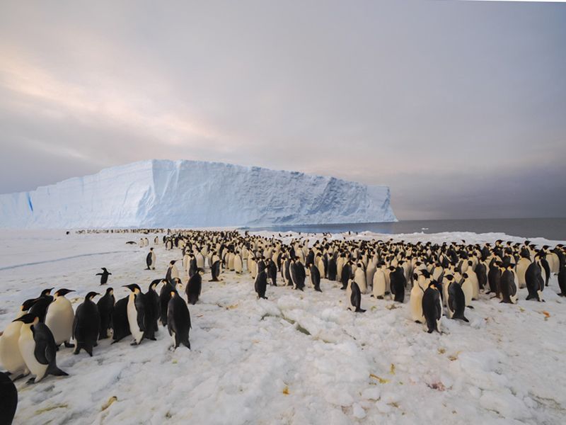 De kolonie Keizerpinguins die Hubert en co ontdekten bevat meer dan 9.000 dieren (foto: International Polar Foundation)