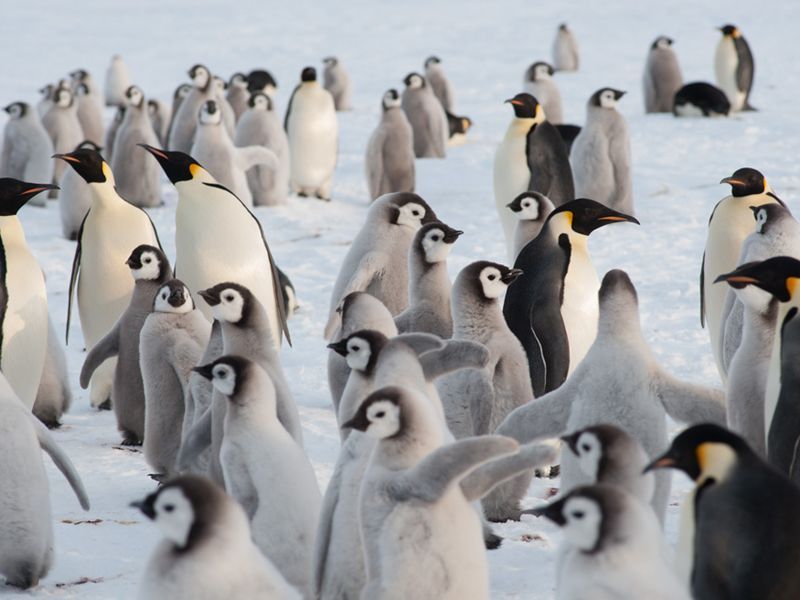 De kolonie bestaat voor driekwart uit jonge dieren (foto: International Polar Foundation)