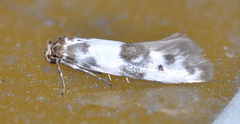 Het eerste exemplaar van de dikkopmot Enolmis acanthella in Kuurne (foto: Free Claerbout)