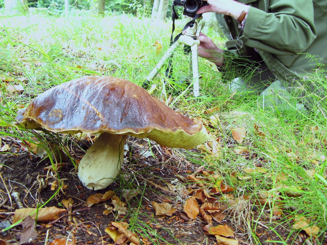 Een enorm eekhoorntjesbrood (foto: Martijn Oud)