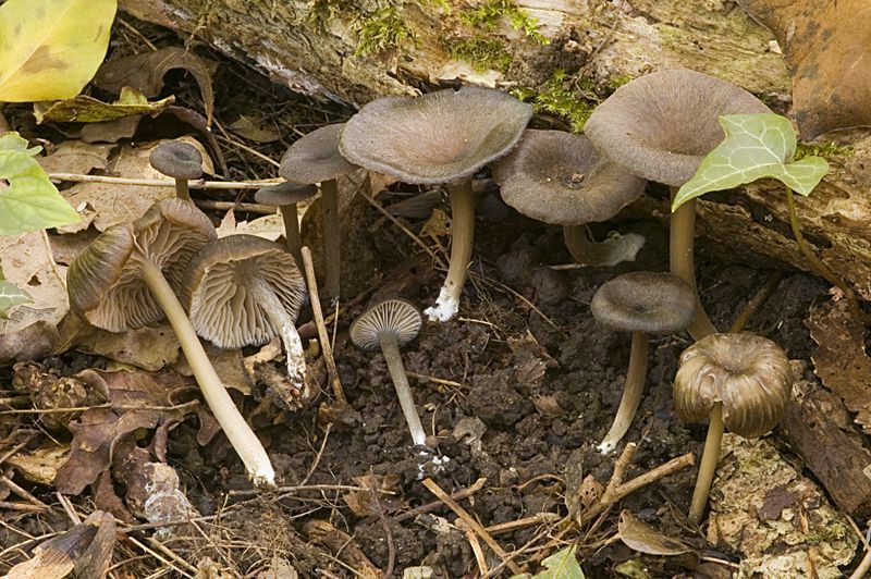 Entoloma nausiosme (foto: Nico Dam)