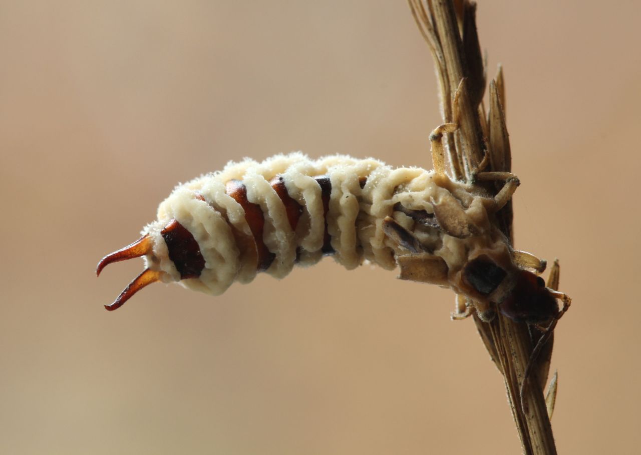 Deze oorworm viel ten prooi aan Entomophthora forficulae (foto: Paul Wouters en Marianne Horemans)