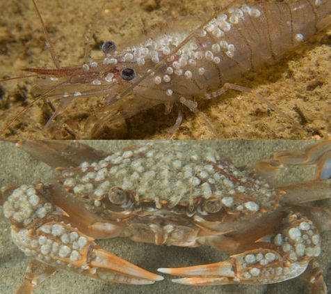 Kansloos zeepokkenbroed op garnaal en krab (Foto: Peter H. van Bragt)