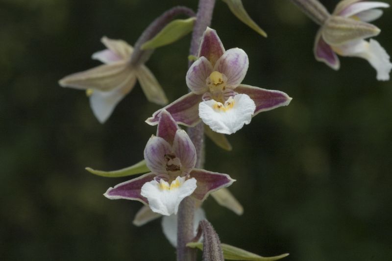 Moeraswespenorchis (foto: Saxifraga-Jan van der Straaten)