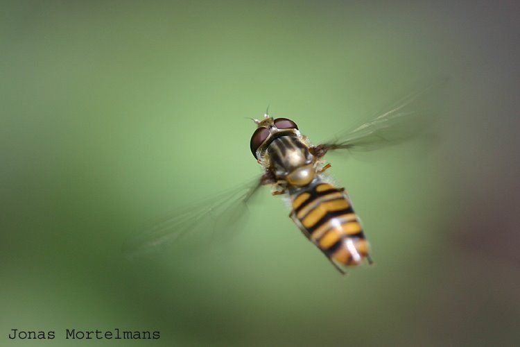 De Snorzweefvlieg (Episyrphus balteatus) is een goede bladluizenbestrijder (foto: Jonas Mortelmans).