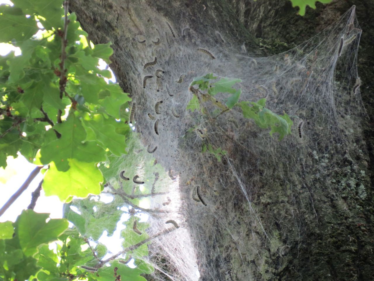 Nest eikenprocessierups in Noord-Limburg op 23 mei 2014 (foto: Silvia Hellingman)