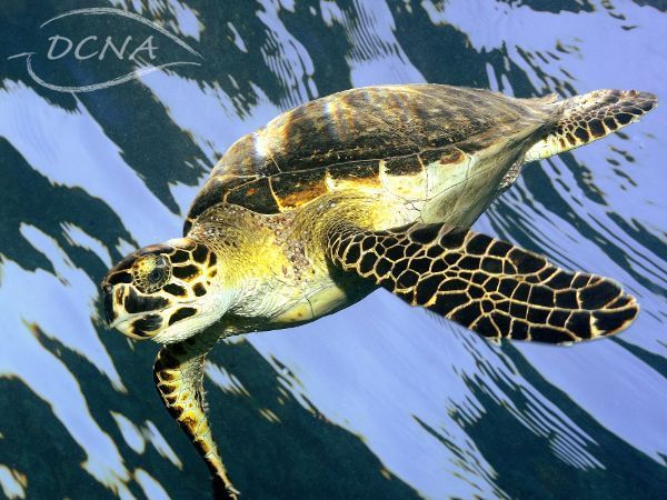 Hawksbill turtle, karetschildpad (Eretmochelys imbricata) (foto: Hans Leijnse)